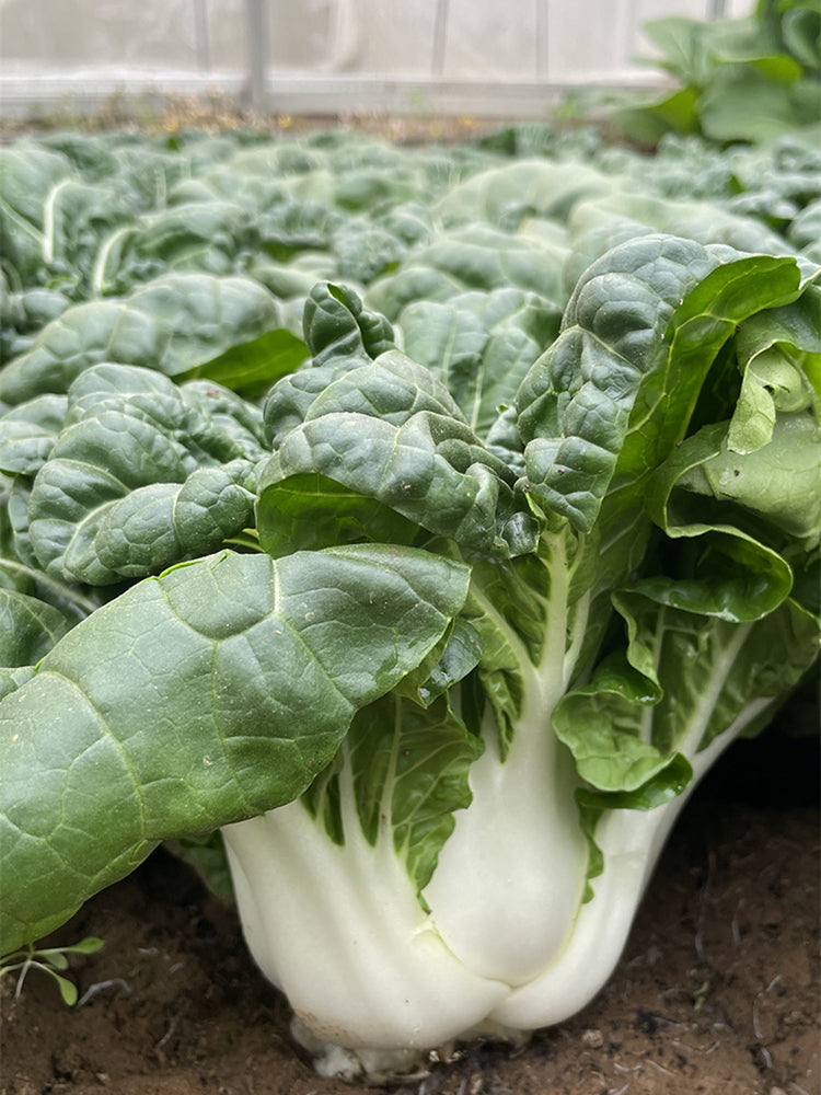 Fresh Sweet Bok Choy