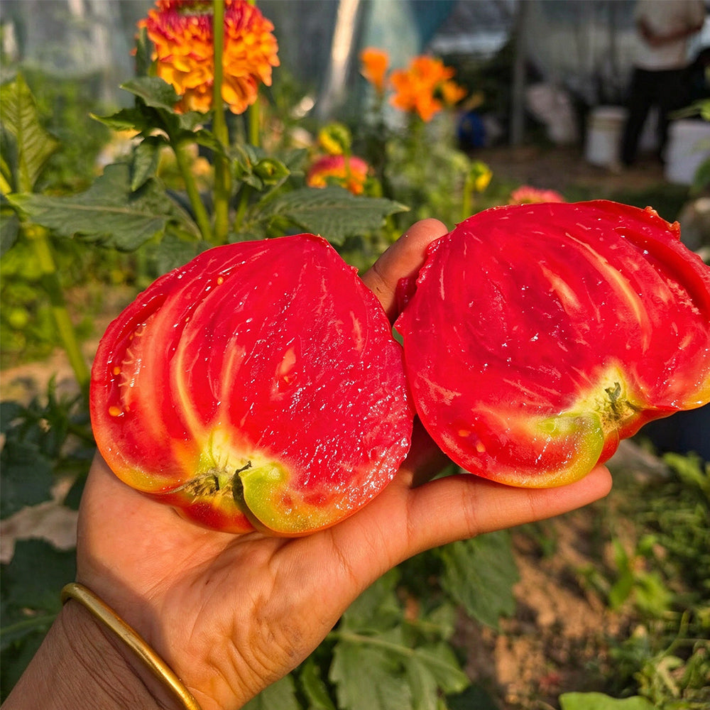 28 Teton de Venus Tomato