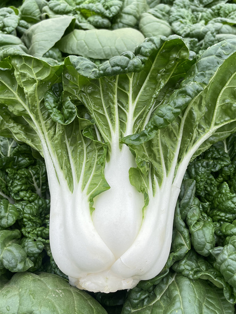 Fresh Sweet Bok Choy