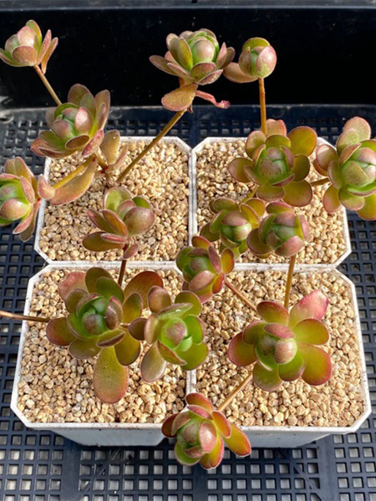 Aeonium saundersii