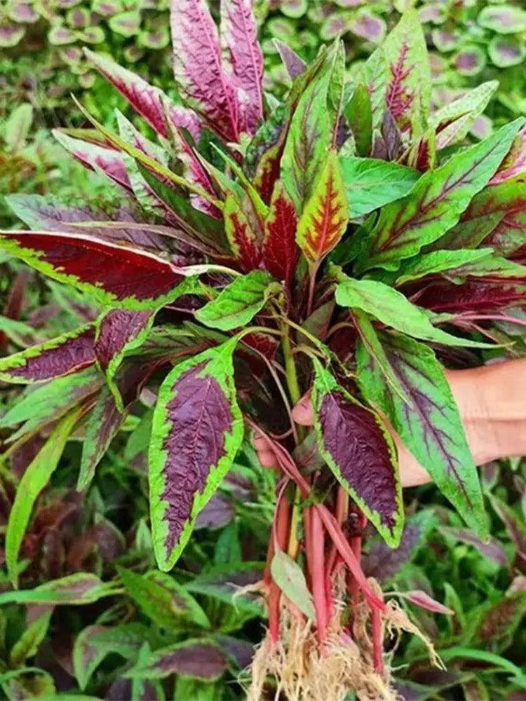Zixia Red Willow-Leaf Amaranth