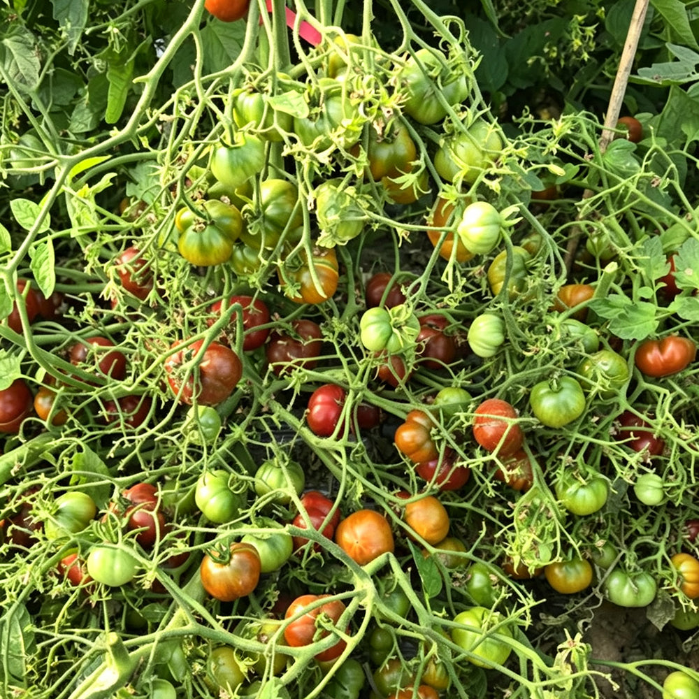 640 Dwarf Rebel Alliance Tomato