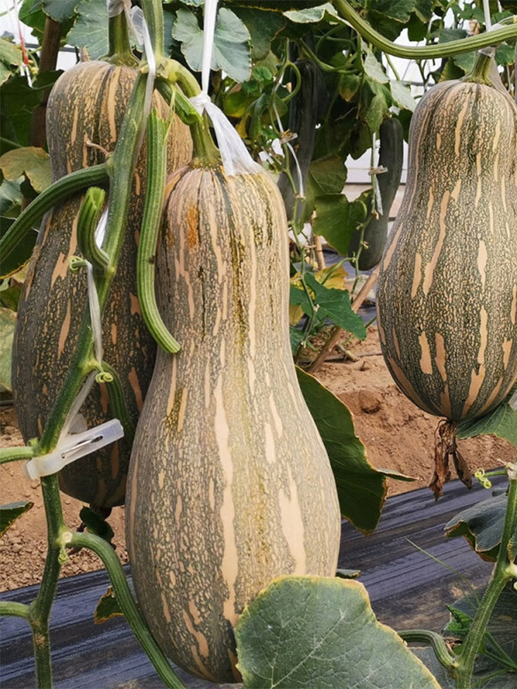 Large-Fruited Miben Pumpkin