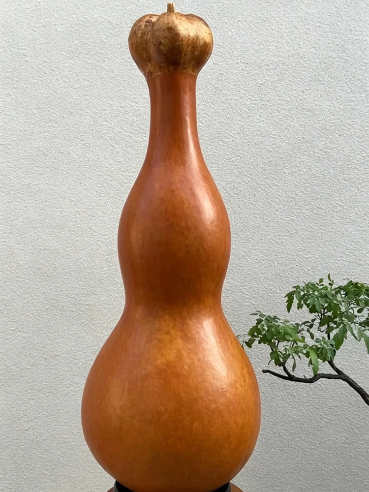Extra-large Lotus-head Gourd