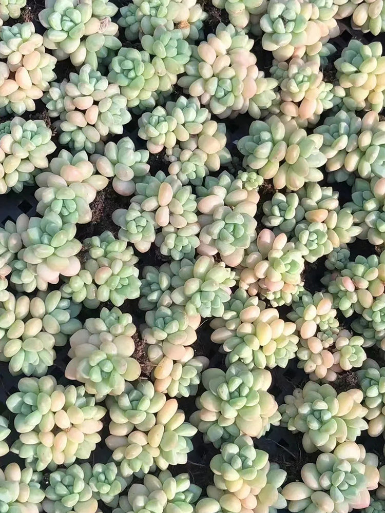 Echeveria cv. 'Bubblegum'