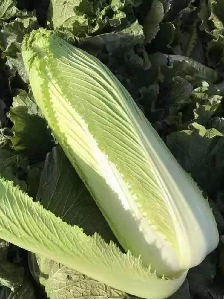 'Green Bamboo 70' Chinese Cabbage