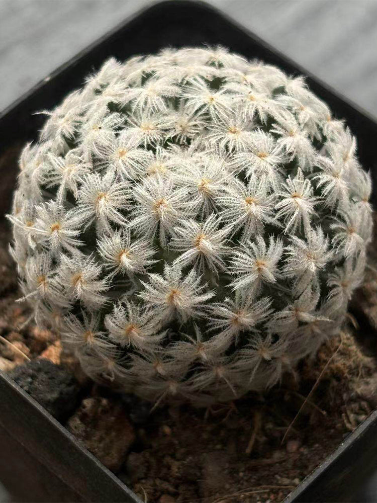 Mammillaria duwei