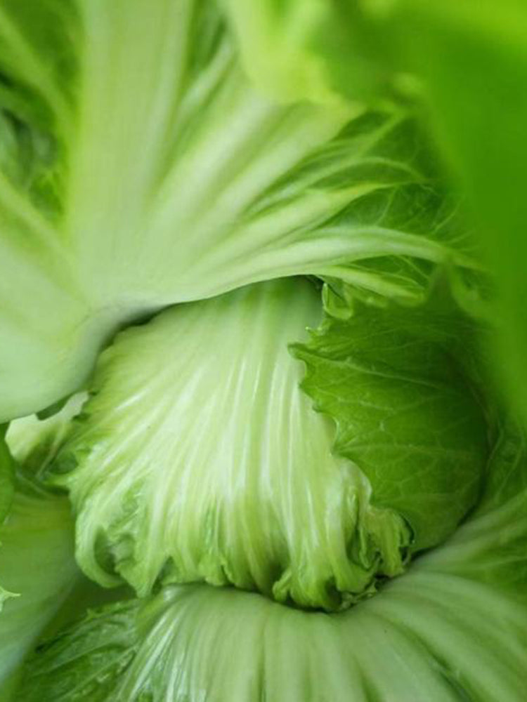 'Selected Dapingpu 818' Mustard Greens