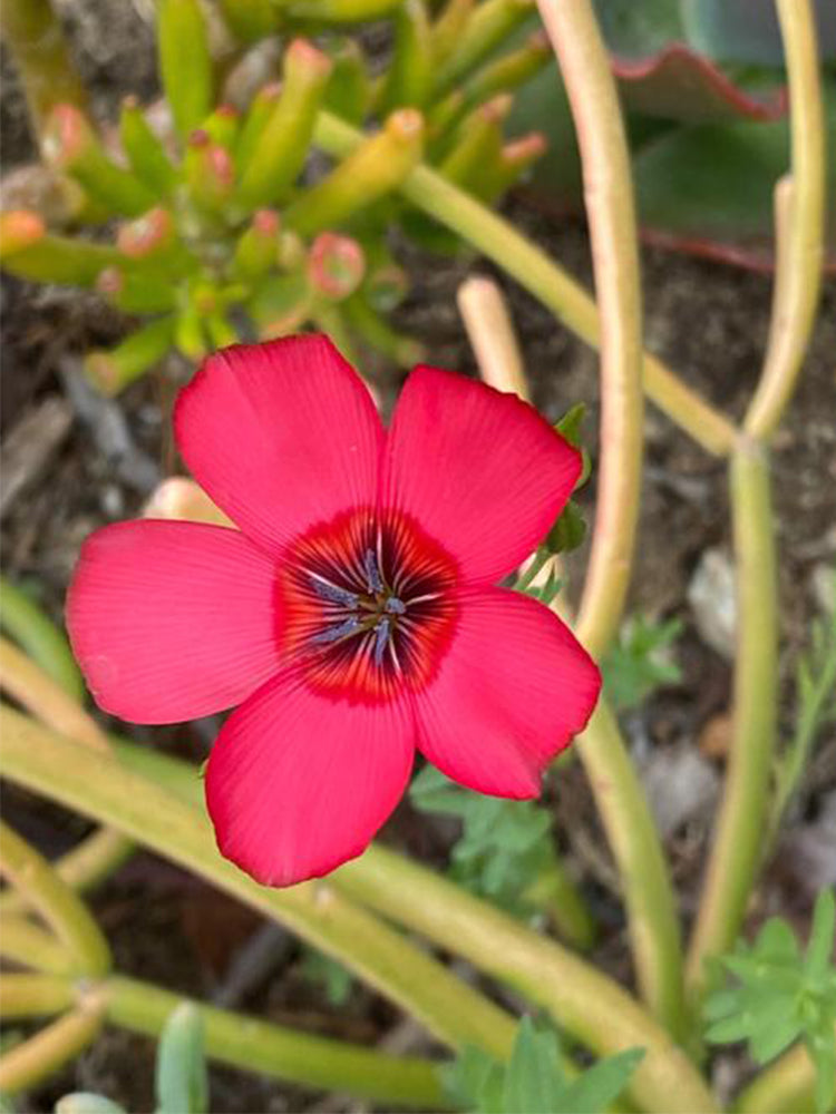 Hezhichun Scarlet Flax