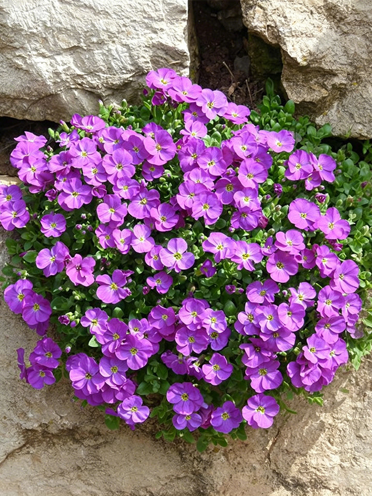 Purple Rock Cress