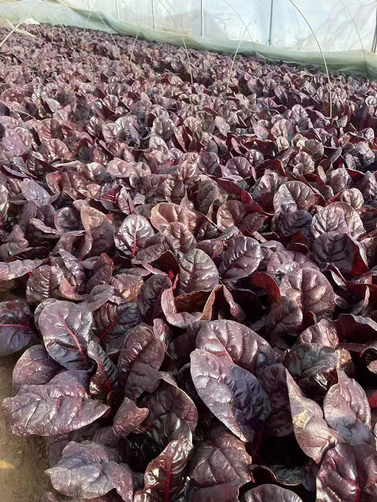 Purple Red Leaf Beet