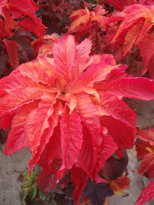 Crimson Majesty' Amaranth (Amaranthus tricolor)