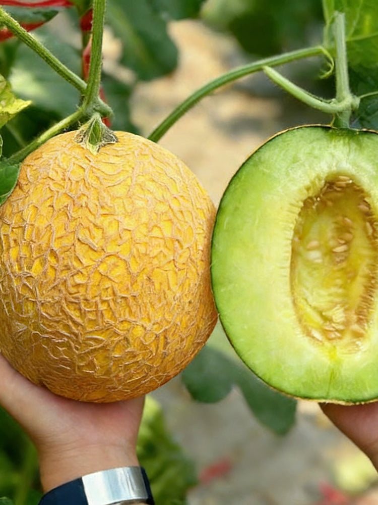 Super Early Honey Melon
