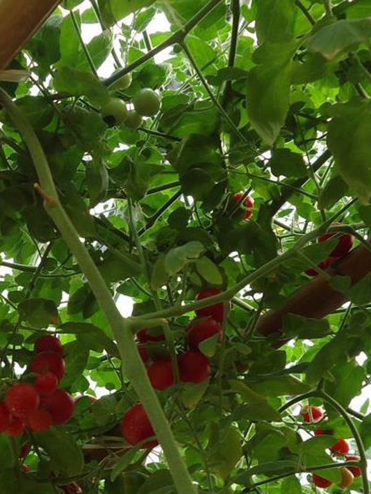 Shouguang Tomato Tree