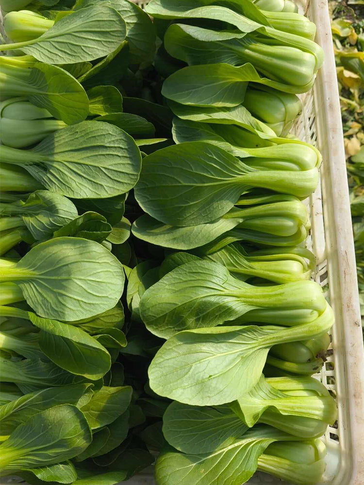 'Hefeng' Shanghai Bok Choy