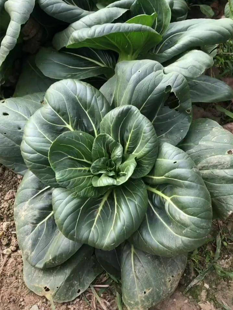 'Meijiaqi' Suzhou Dwarf Pak Choi
