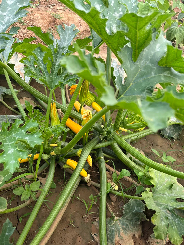 Imperial Concubine Zucchini