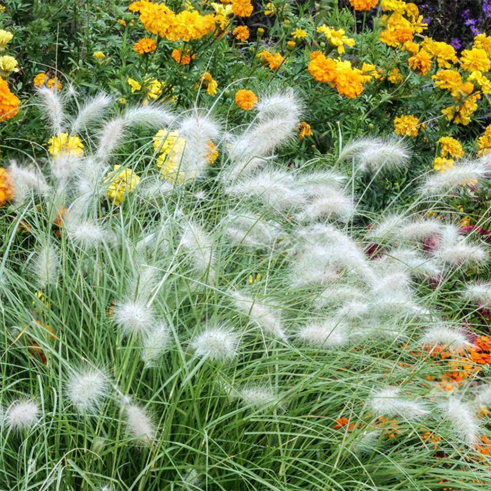 U2223 Long Feathery Fountain Grass