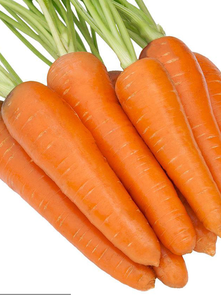 Traditional Five-Inch Carrot