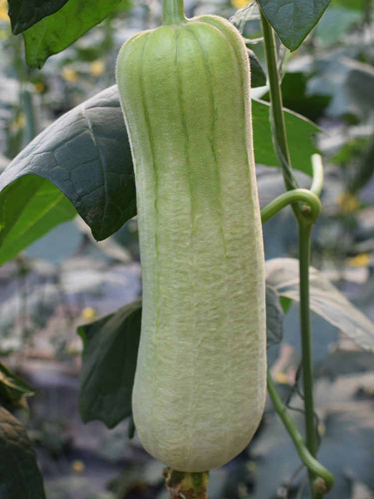 White Jade No.1 Luffa