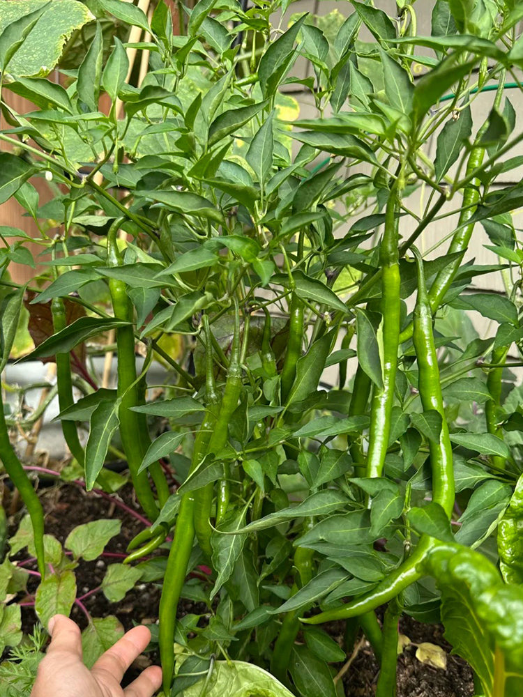 Spicy Red Line Pepper