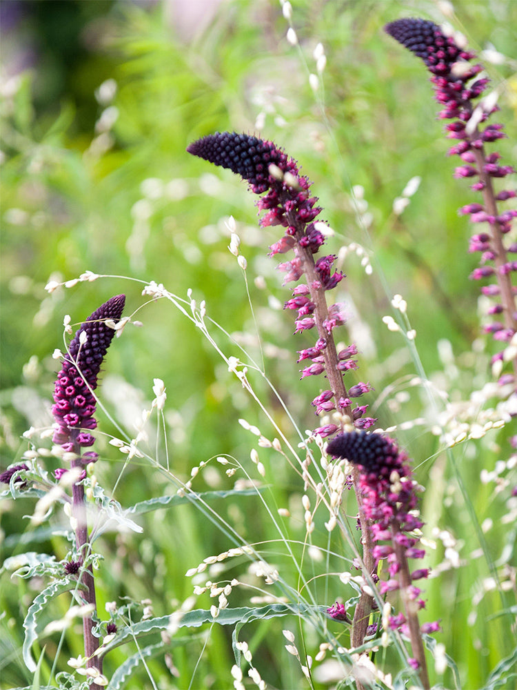 'Beaujolais' Purple Loosestrife