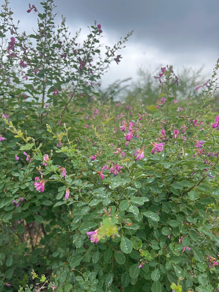 Bush Clover