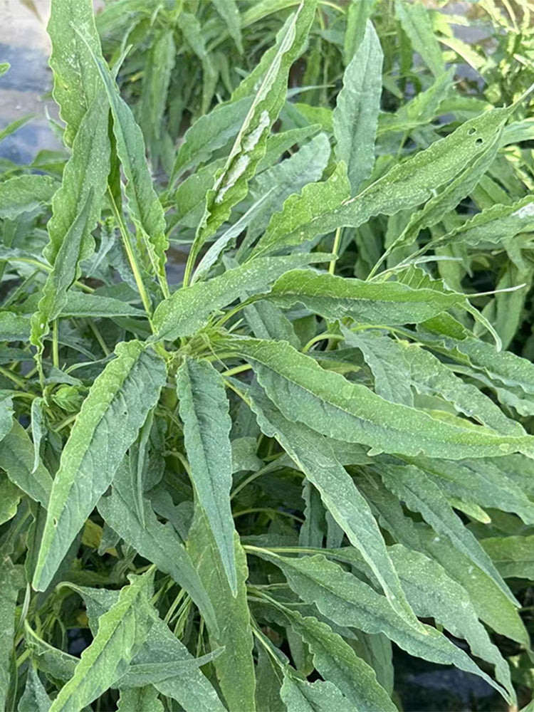 Willow-Leaf White Amaranth