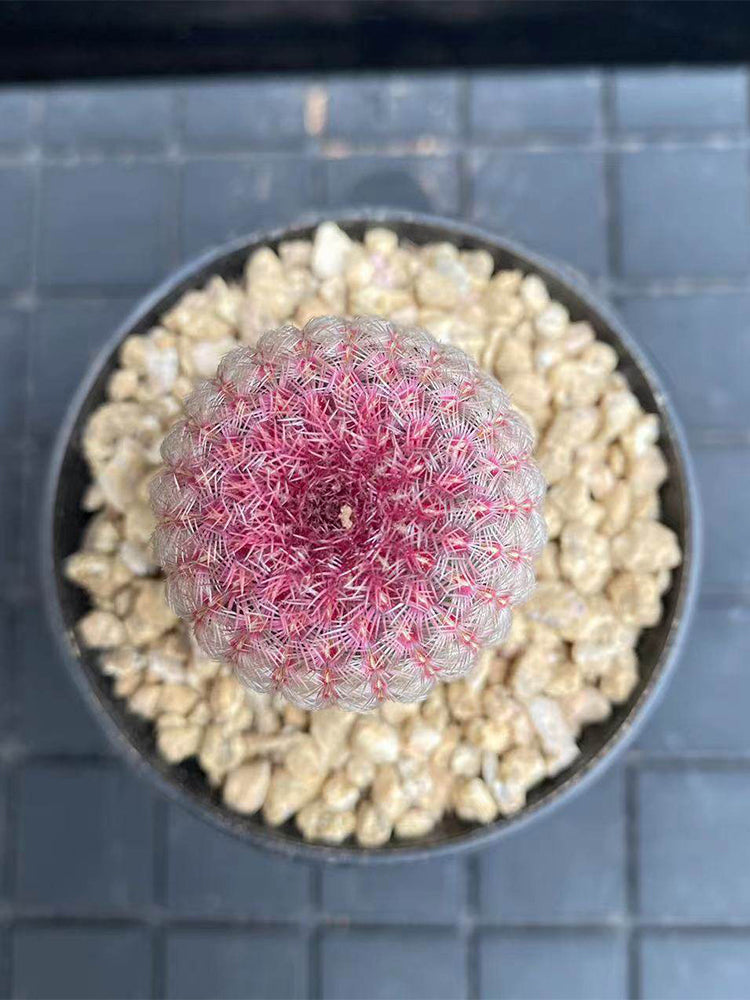 Echinocereus rigidissimus subsp. rubispinus