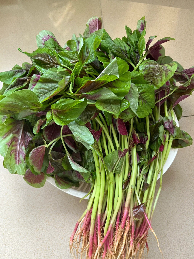 Pointed-Leaf Red Amaranth