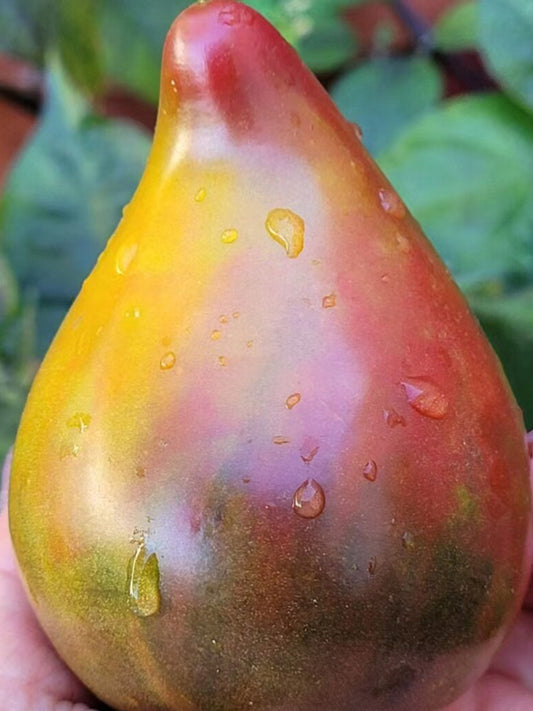 1019 Charming Heart F6 Tomato
