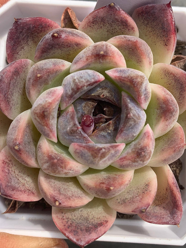 Echeveria cv. 'Purple Fairy'‌