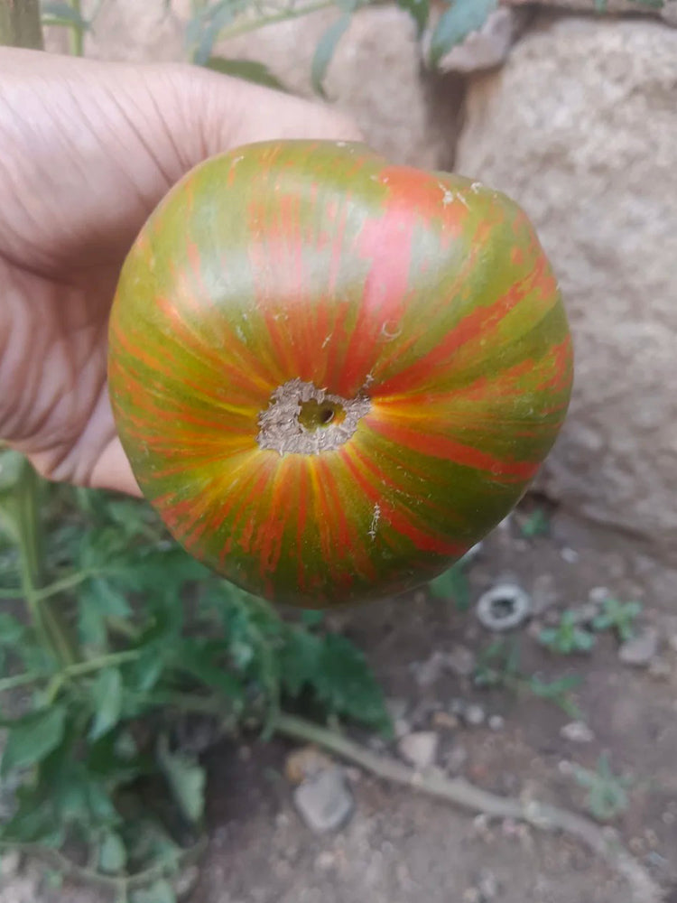 Siegel's Dark Striped Tomato