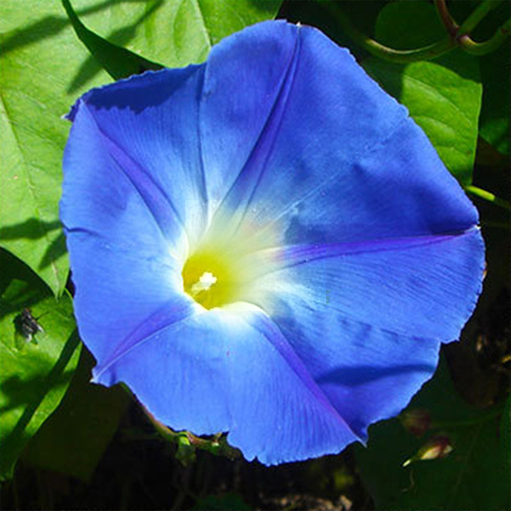 U2218 Super Giant Morning Glory