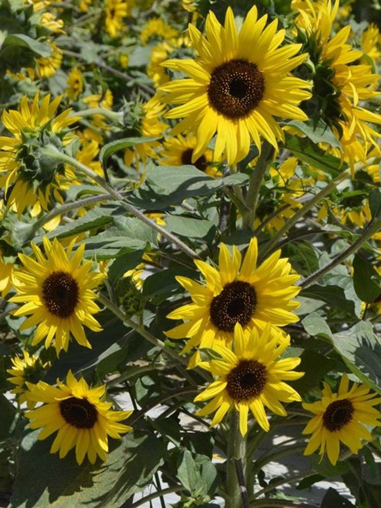 Chihuahua Dwarf Ornamental Sunflower