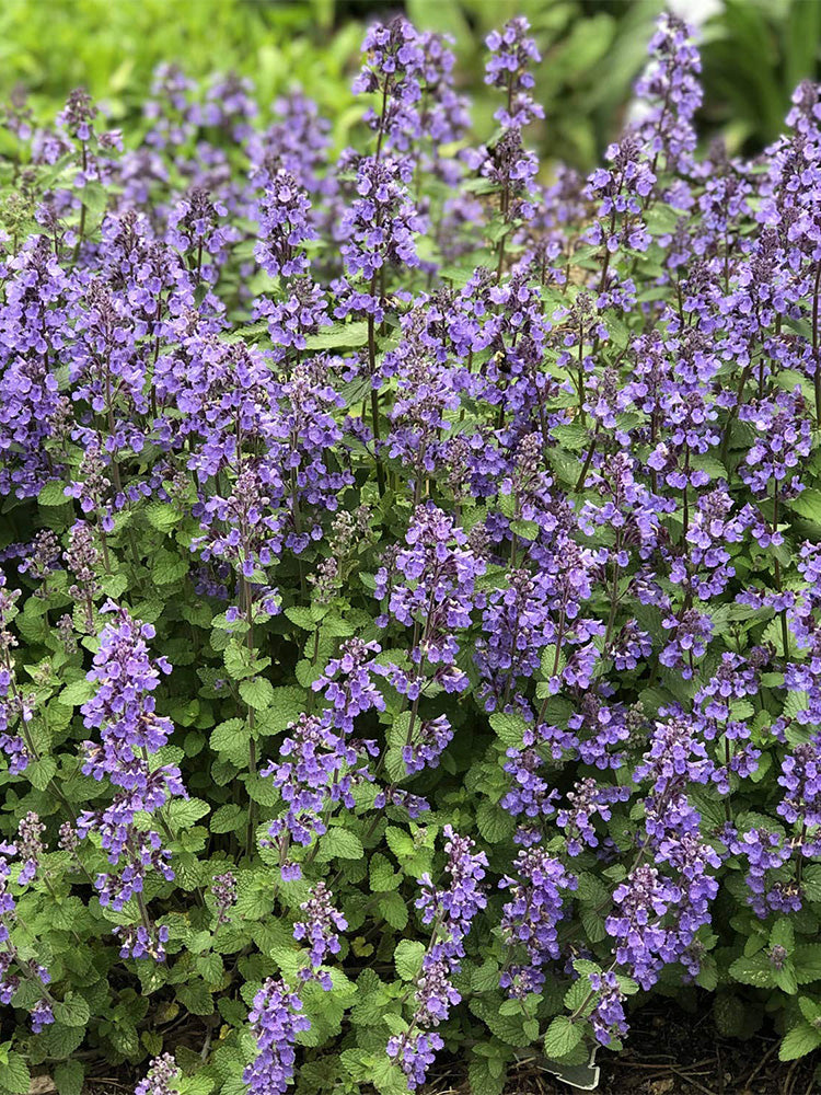 Mussin's Catmint