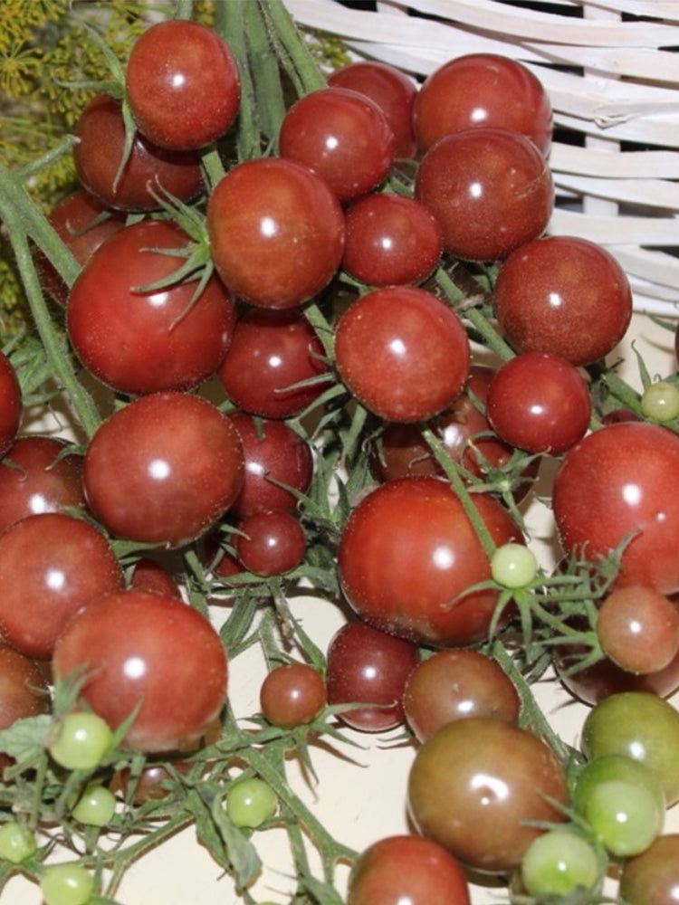 Reinhard Kraft's Purple Sugar Cherry Tomato