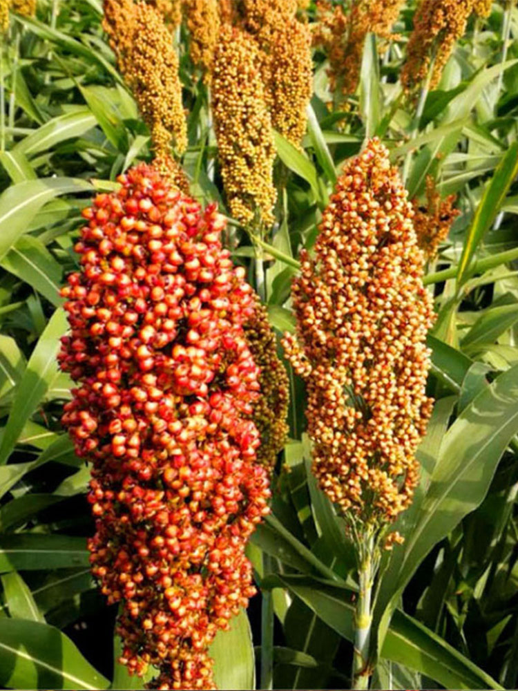 Disease-resistant No.4 Red Sorghum Hybrid