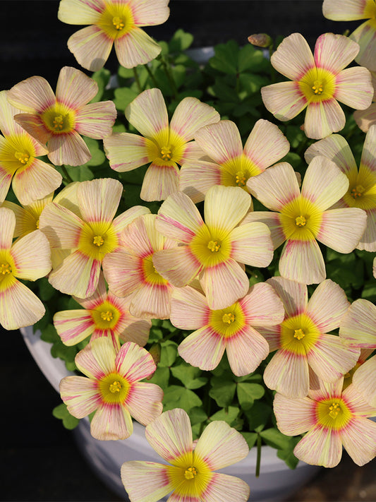 Oxalis obtusa Series Bulb - 'Flicker'