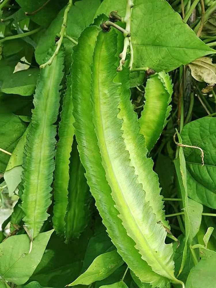 'Nongdianzan' Winged Bean