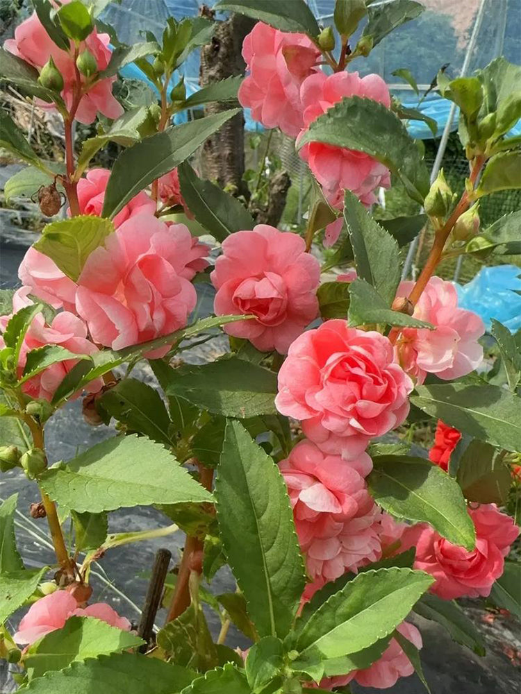Pink Garden Balsam Double Flowers (Impatiens balsamena.L)
