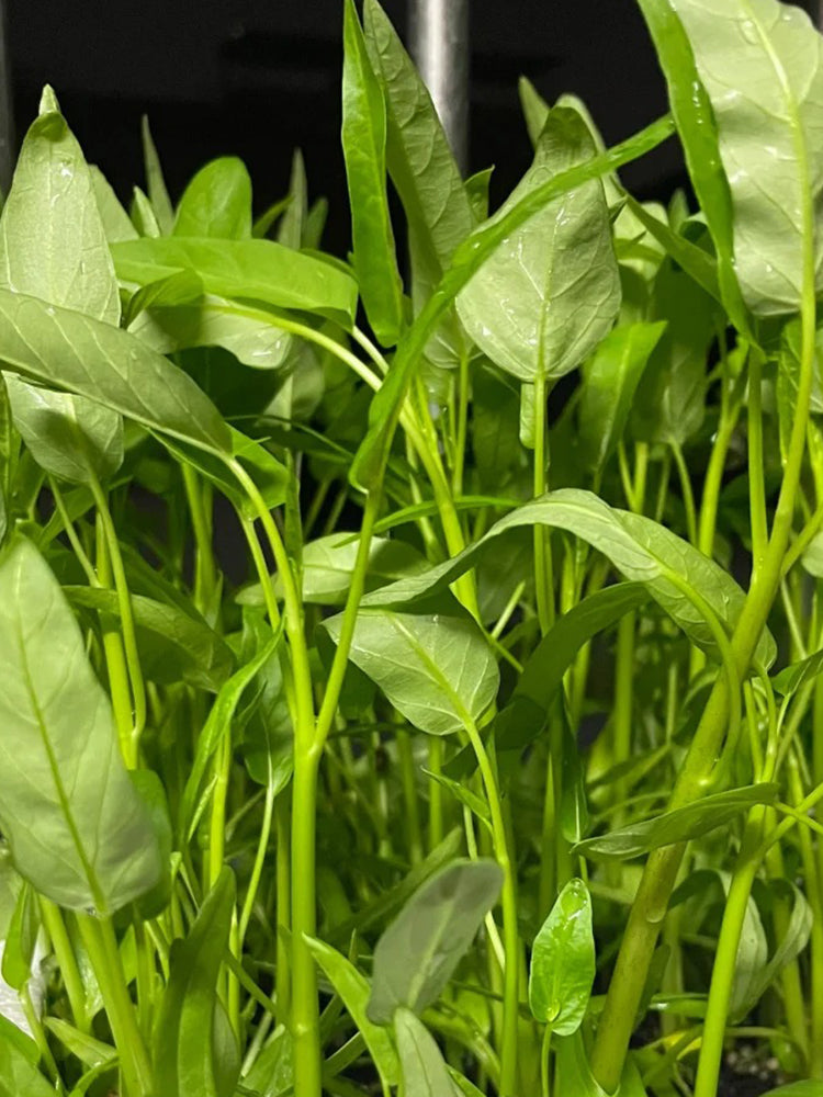 Meifeng No.3 Water Spinach