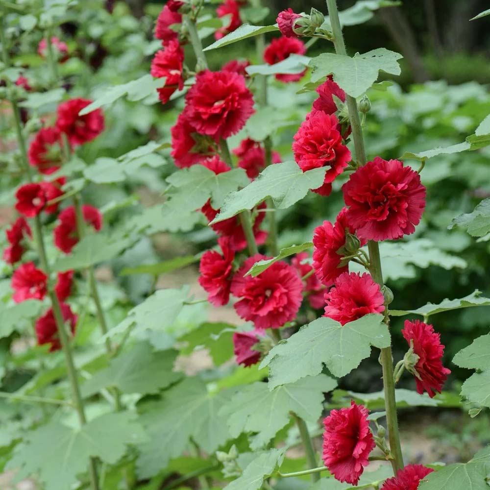 W964 Tall Double Red Hollyhock