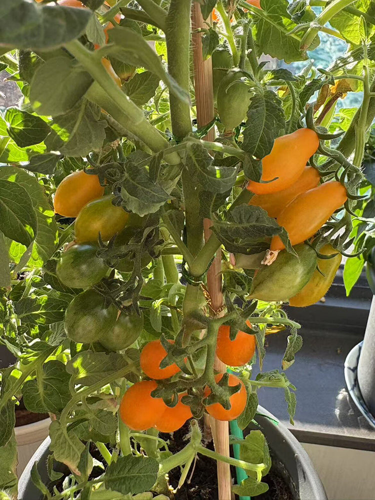 999 Eden Micro 6 Tomato