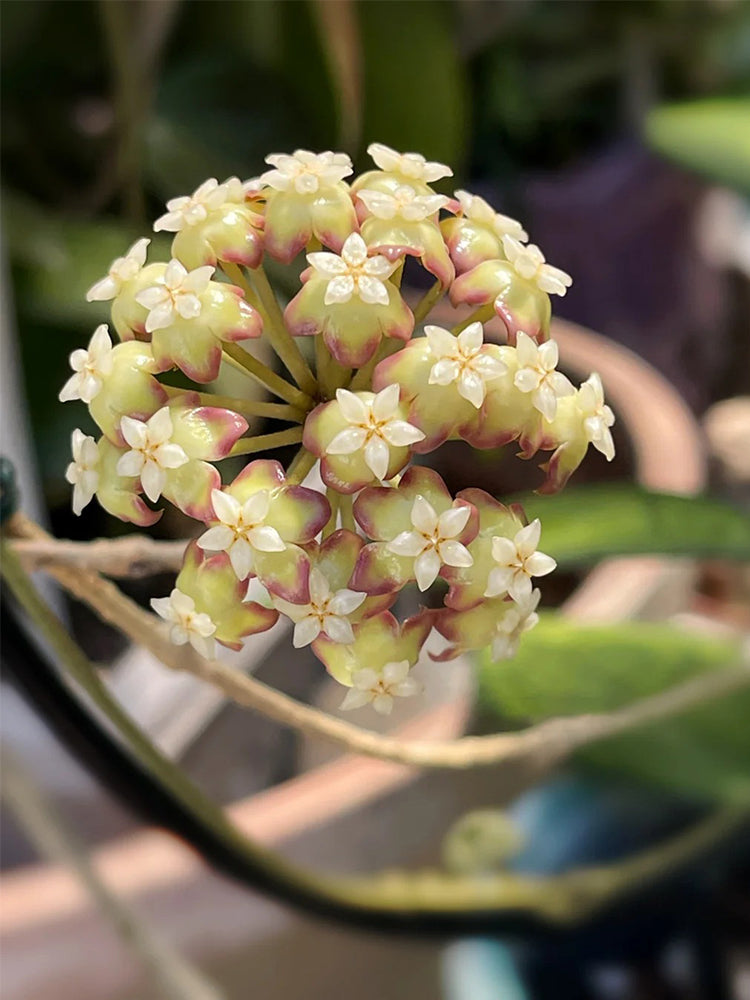 Hoya finlaysonii 'Nova'
