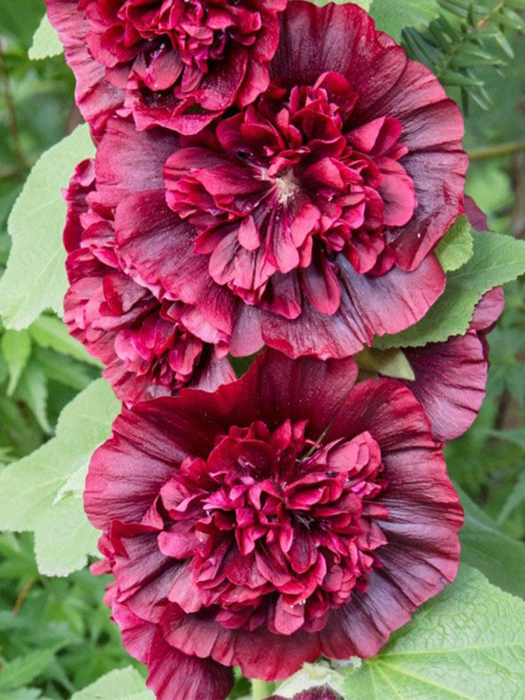 Chater's Double Maroon Hollyhock