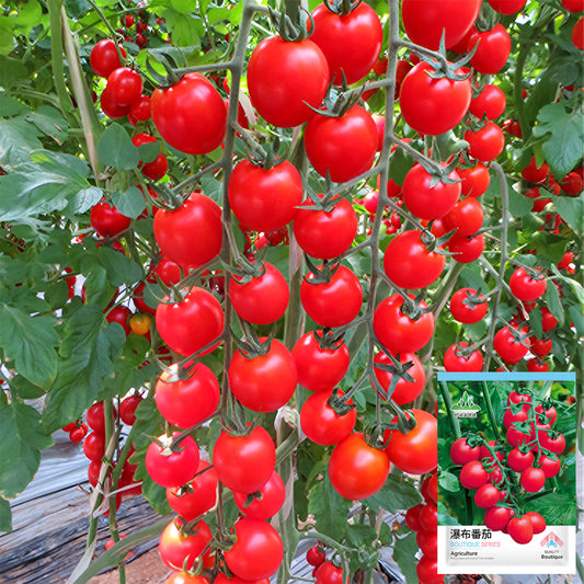 Cascade Beauty: 5 Bags (100 Seeds / Bag) of 'Waterfall' Tomatoes