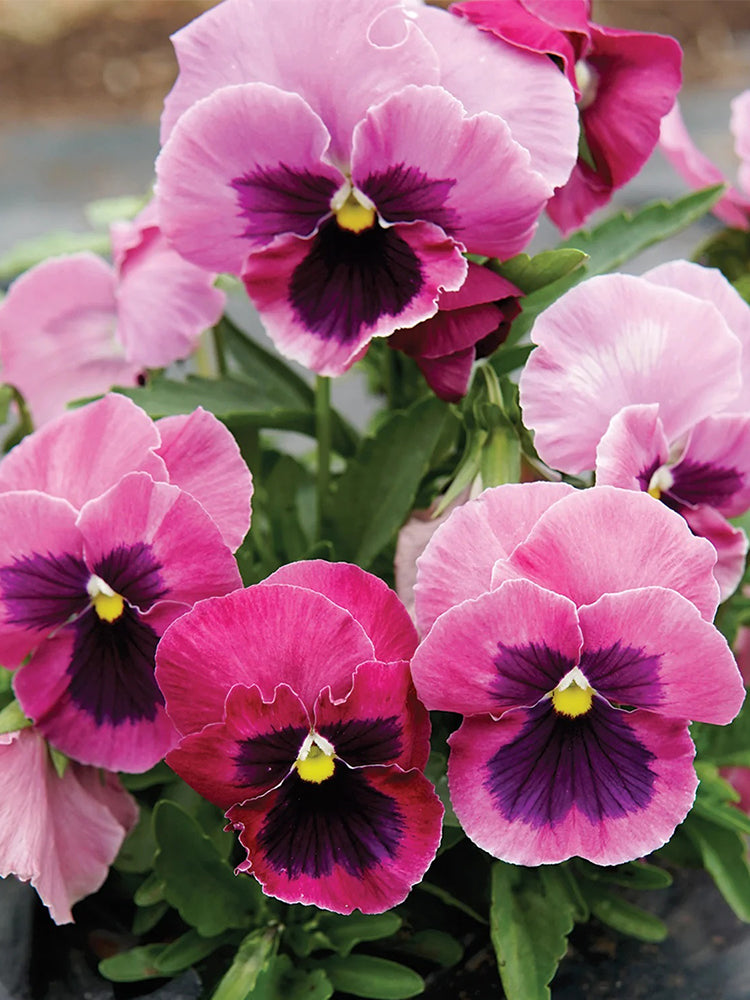 Hezhichun Pansy 'Cat Face'