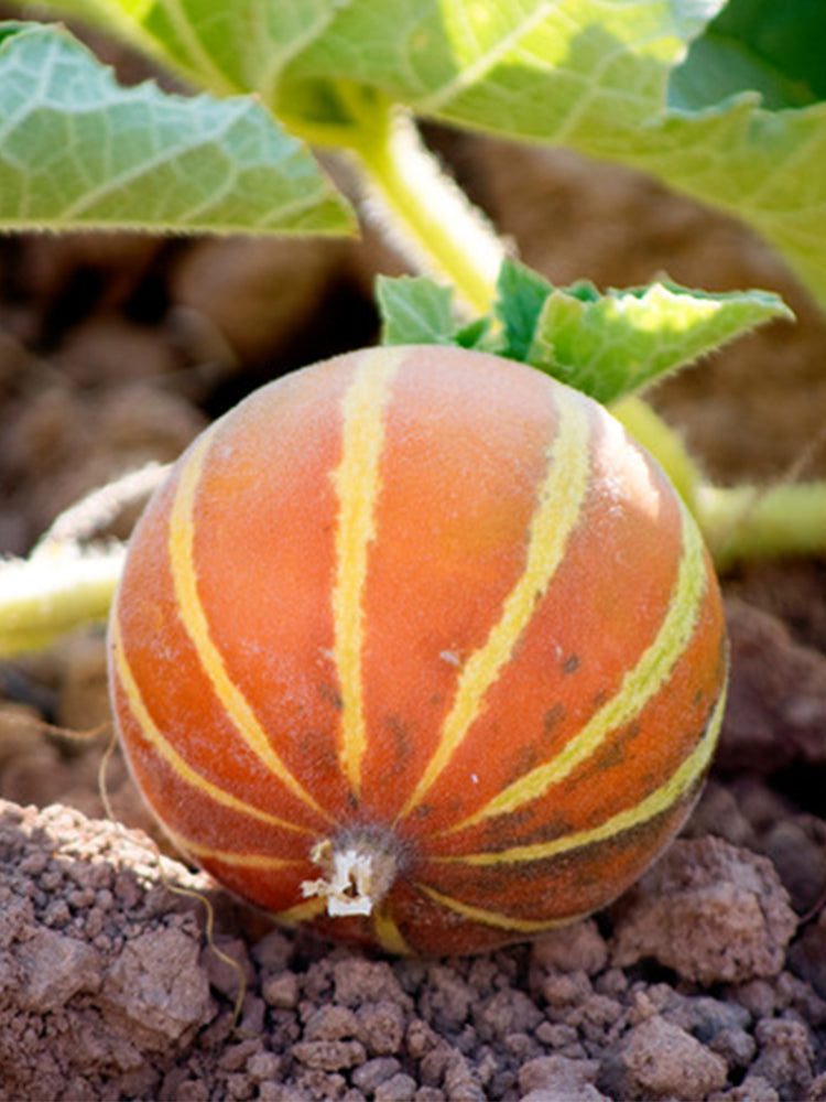 Queen Anne's Pocket Melon