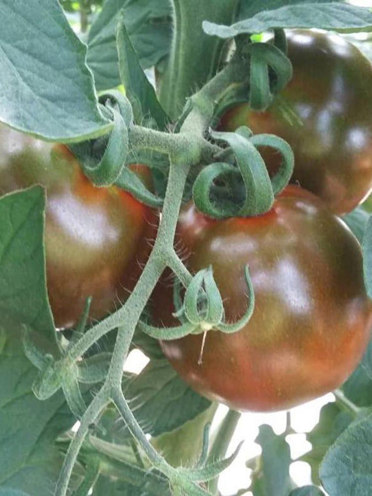 'Big Black Beauty' Tomato